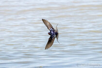 Vögel im Flug - Flugaufnahmen
