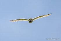Vögel im Flug - Flugaufnahmen