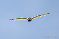 Vögel im Flug - Flugaufnahmen
