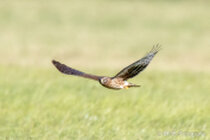 Vögel im Flug - Flugaufnahmen