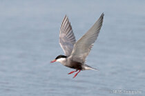 Vögel im Flug - Flugaufnahmen