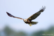 Vögel im Flug - Flugaufnahmen