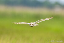 Vögel im Flug - Flugaufnahmen