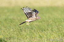 Vögel im Flug - Flugaufnahmen