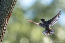 Vögel im Flug - Flugaufnahmen