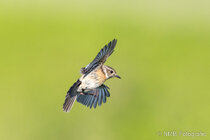 Vögel im Flug - Flugaufnahmen