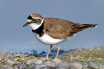 Wasservögel