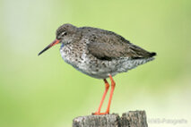 Wasservögel
