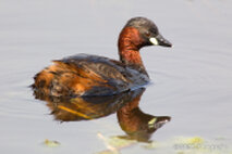 Wasservögel
