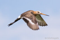 Wasservögel
